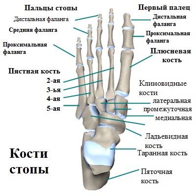 Кости Стопы Человека Фото